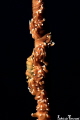   cryptic shrimp whip coral  